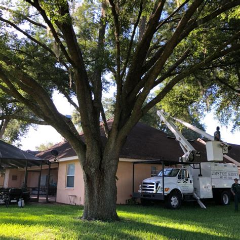 tree service lakeland fl